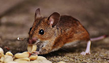 24 Hour & Emergency Exterminators in Gaylord, MI